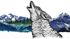 Coyote - Mark Matos